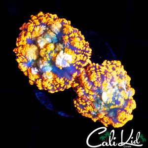 RAINBOW RHODACTIS DOUBLE