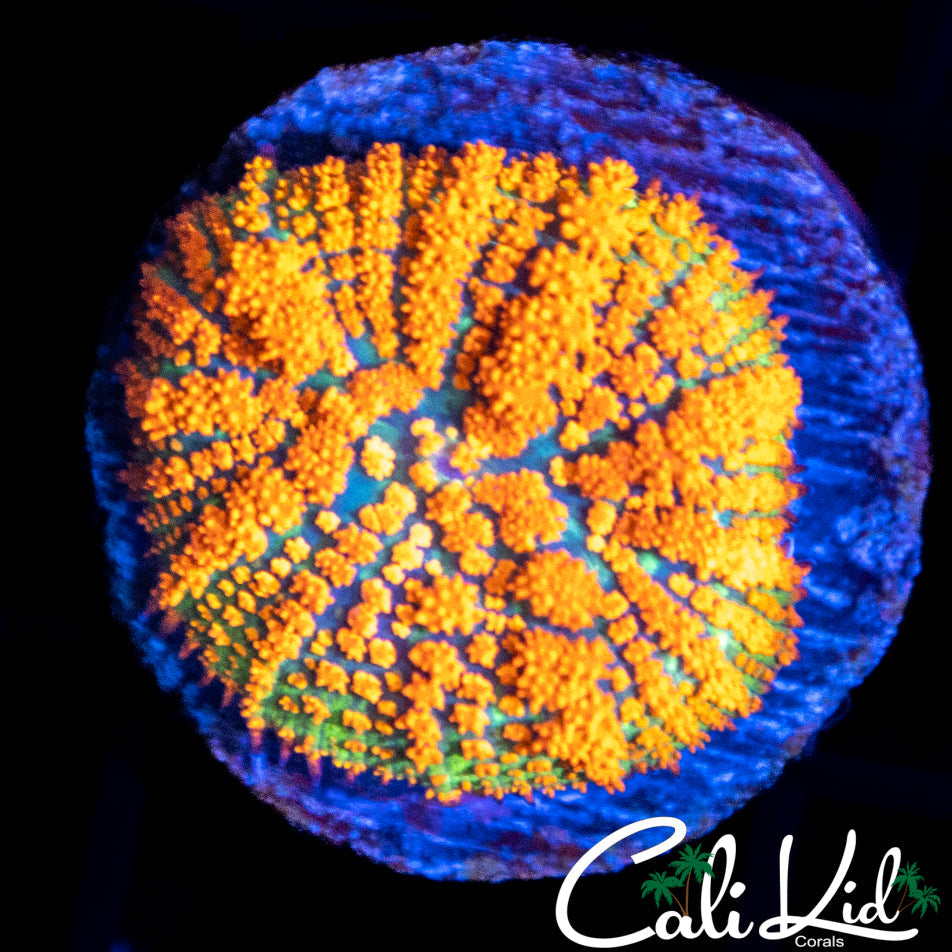 FOREST FIRE MUSHROOM