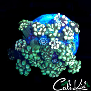ULTRA RAINBOW ALVEOPORA