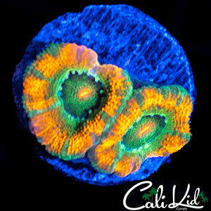 RARE ACAN DOUBLE