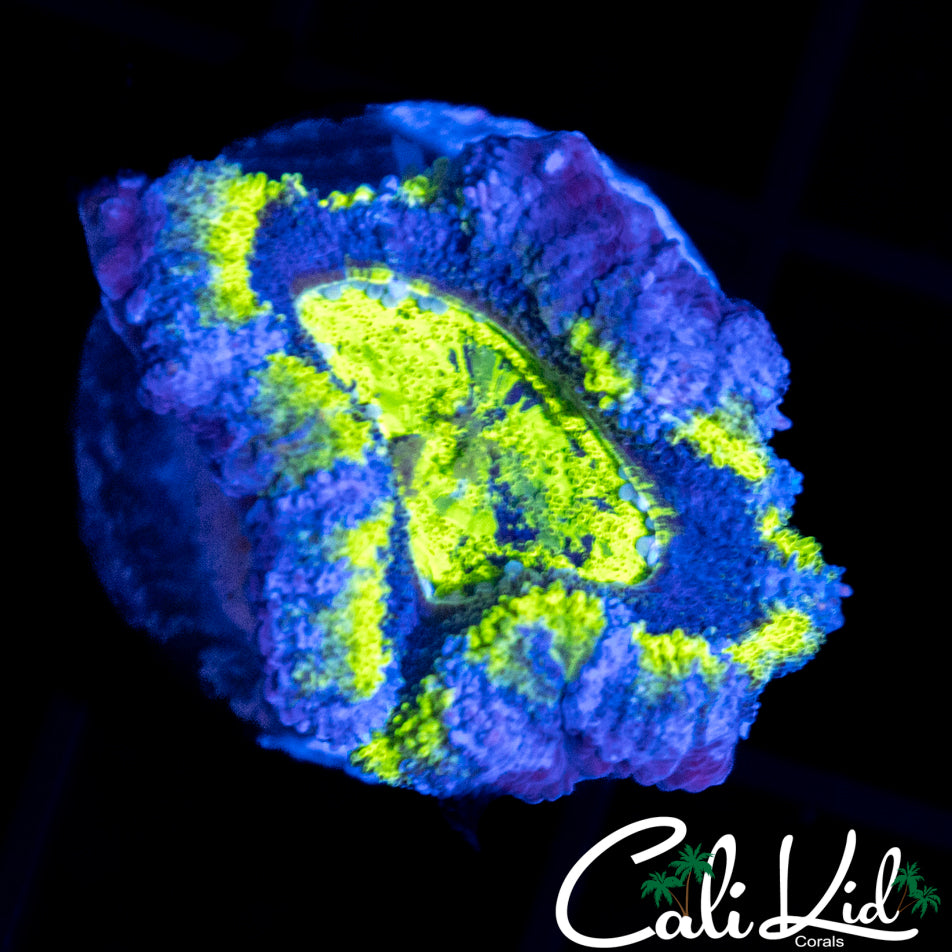 ULTRA ACAN LORD