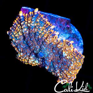 RAINBOW RIM RHODACTIS