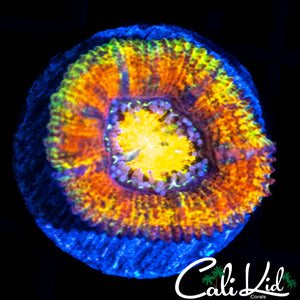 ULTRA RAINBOW ACAN LORD