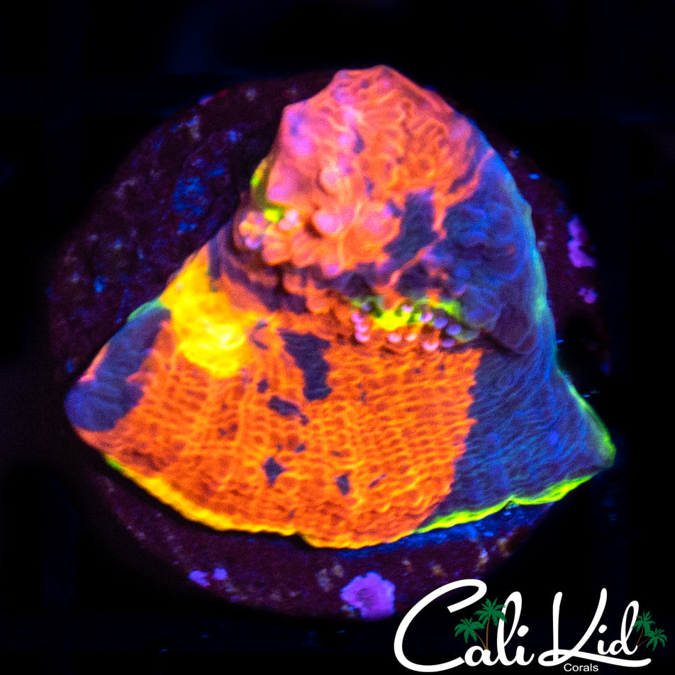 INDO RAINBOW CHALICE