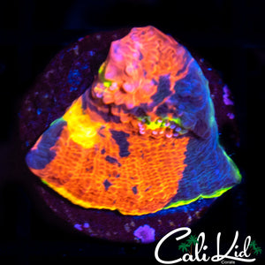 INDO RAINBOW CHALICE