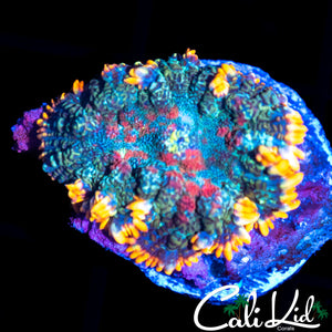 TRI COLOR RHODACTIS