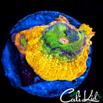 SNIPER SPS RAINBOW BOWER