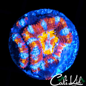 RAINBOW EYE ACAN DOUBLE