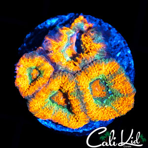 RAINBOW ACAN MORPH QUAD