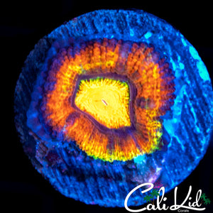 ULTRA RAINBOW ACAN