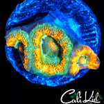 RARE ACAN TRIPLE