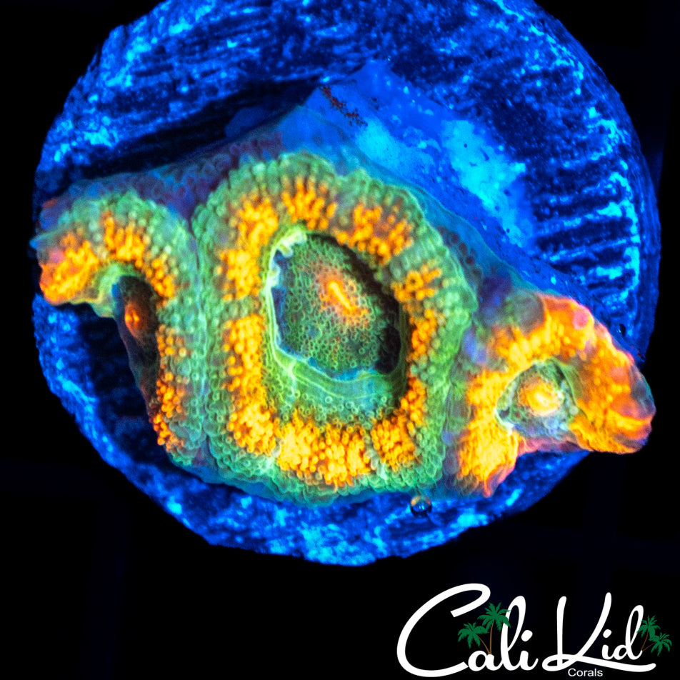 RARE ACAN TRIPLE