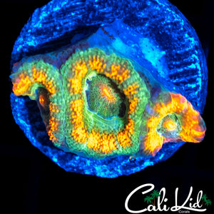 RARE ACAN TRIPLE
