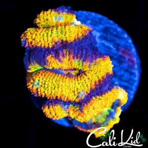 INSANE RAINBOW ACAN QUAD