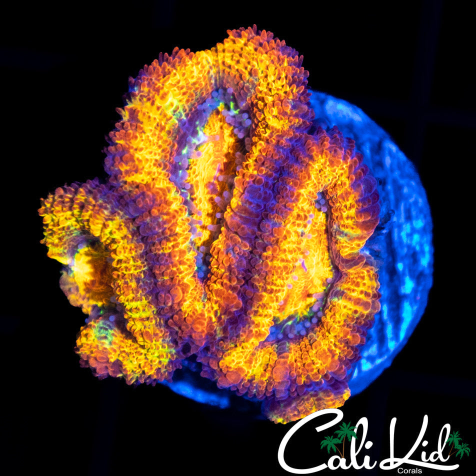 ULTRA RAINBOW ACAN TRIPLE