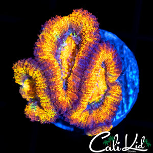 ULTRA RAINBOW ACAN TRIPLE