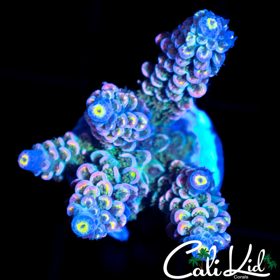 INSANE RAINBOW TENIUS