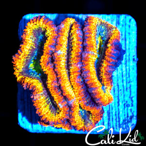 ULTIMATE RAINBOW ACAN TRIPLE