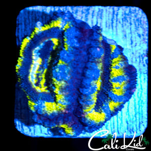 ULTRA RAINBOW ACAN DOUBLE