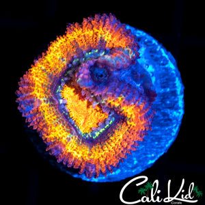 ULTRA RAINBOW ACAN LORD