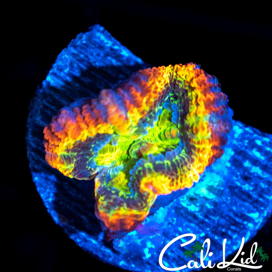 ULTIMATE RAINBOW ACAN