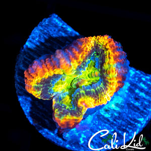 ULTIMATE RAINBOW ACAN