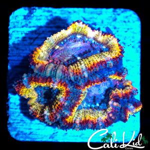 RAINBOW ACAN TRIPLE