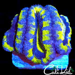 BLUE THUNDER ACAN TRIPLE