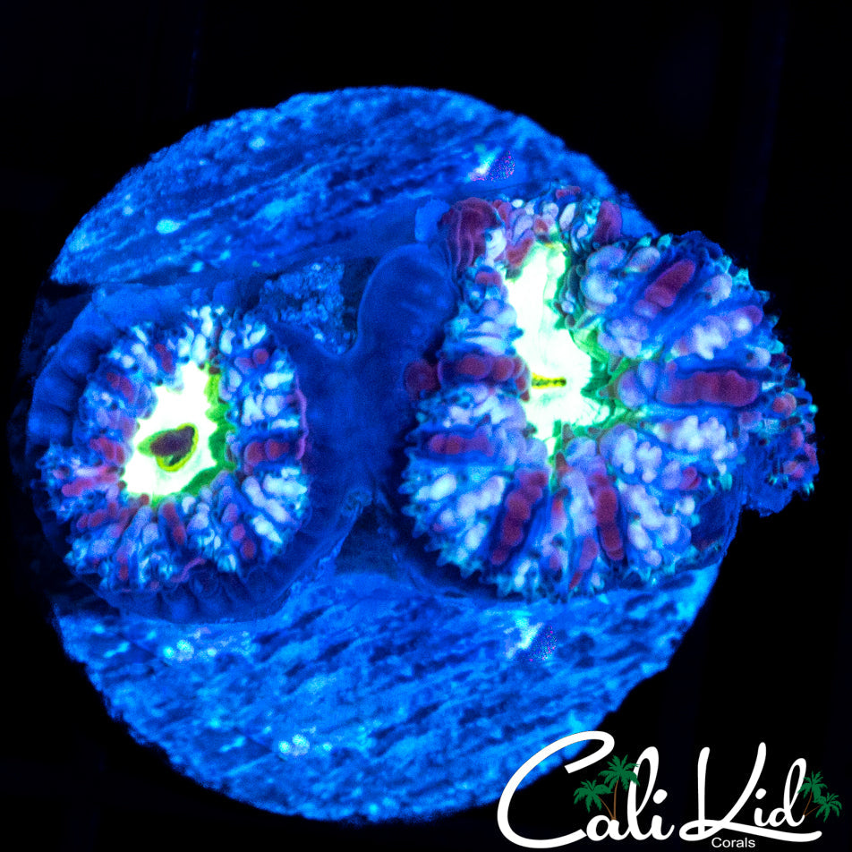 BLUEBERRY ACAN DOUBLE