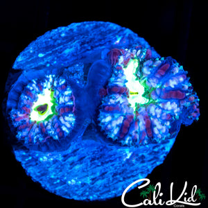 BLUEBERRY ACAN DOUBLE
