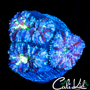 BLUEBERRY BLASTO TRIPLE