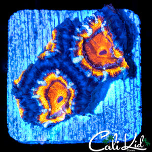 CRAZY RAINBOW ACAN QUAD