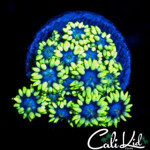 BLUE MAGOO GONI