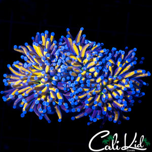 LARGE MULTI HEAD INDO GOLD TORCH