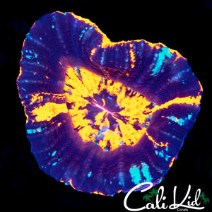 TRI COLOR SCOLY