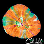 RARE TRI COLOR SCOLY