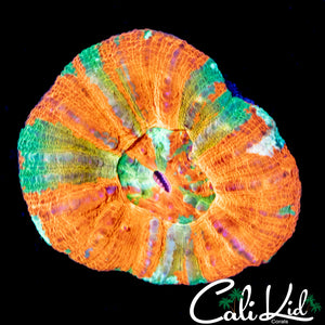RARE TRI COLOR SCOLY