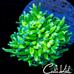 BLUE TIP BICOLOR TORCH