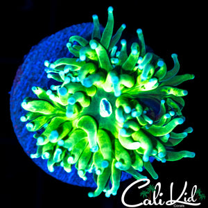 BLUE TIP BICOLOR TORCH