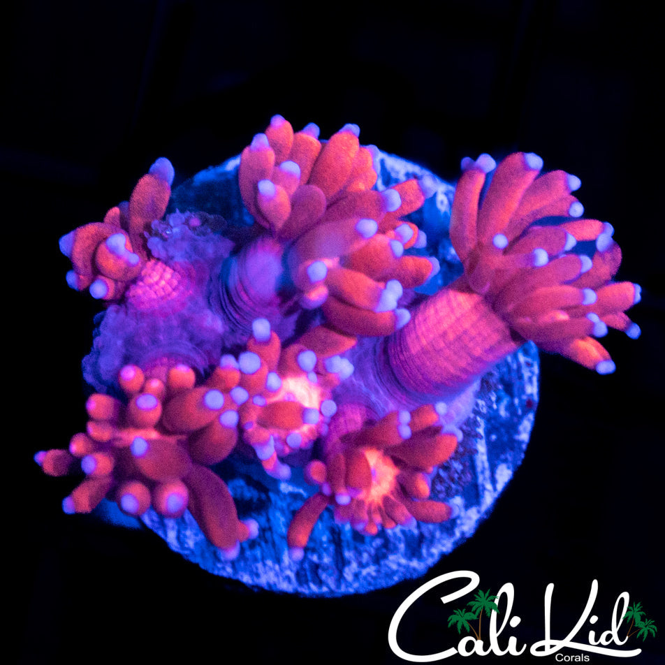 BLUE TIP GONI