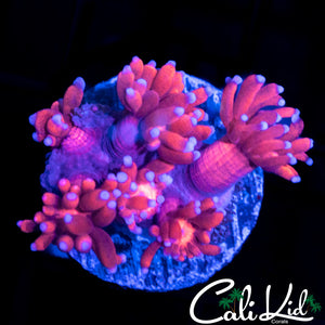 BLUE TIP GONI