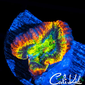 ULTIMATE RAINBOW ACAN LORD