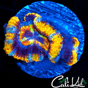 ULTIMATE RAINBOW ACAN DOUBLE
