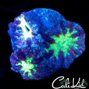BLUEBERRY ACAN TRIPLE