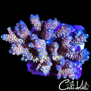 INSANE RAINBOW TENIUS COLONY