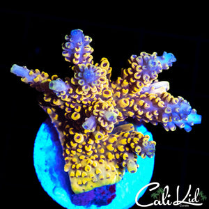 PIKACHU TYPE ACRO CHUNK