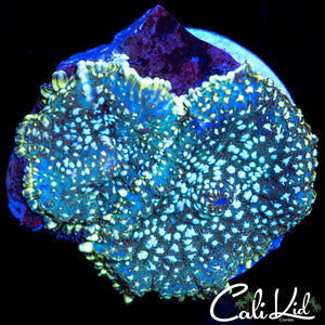 WHITE SPOT RHODACTIS DOUBLE