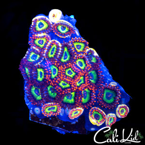 FRUITLOOPS ZOA MINI COLONY