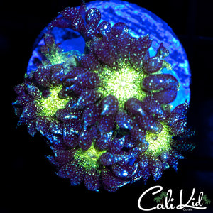 GLITTER BOMB GONI