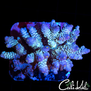 ICE CAP RAINBOW TENIUS COLONY